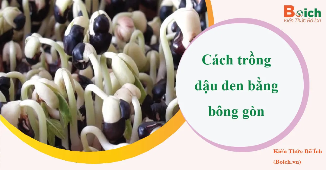 cách trồng cây đậu đen bằng bông gòn - Hạt giống đậu đen chất lượng cao