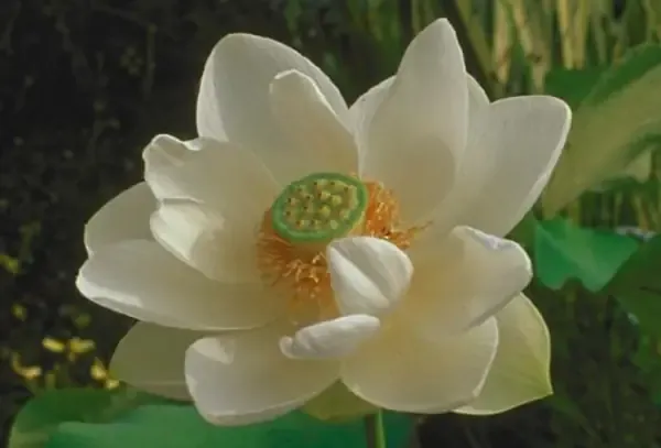 Alt text mô tả bằng tiếng Việt dưới 125 ký tự