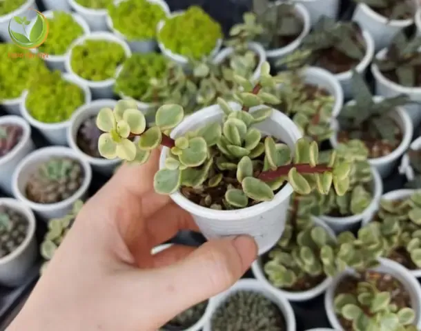 Alt text mô tả bằng tiếng Việt dưới 125 ký tự