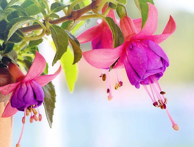 Cây hoa chuông gió đang chuyển động lá trong vườn