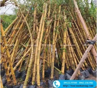 Mô hình cây xanh lớn và tiểu cảnh sân vườn phù hợp với các giống cây dễ trồng như lá lụa