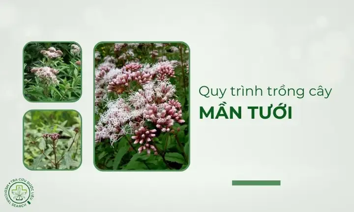 Quy trình trồng cây mần tưới 1: Cây mần tưới được trồng trong chậu để dễ dàng di chuyển và chăm sóc, cách trồng cây mần tưới