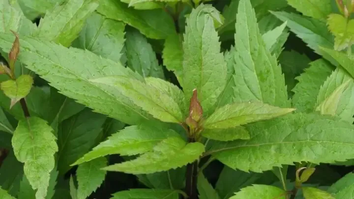 Rễ cây mần tưới đã được làm sạch và chuẩn bị cho quá trình phơi khô, cách trồng cây mần tưới