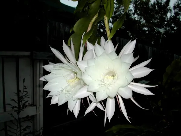 CÁCH TRỒNG CÂY QUỲNH GIAO: Kỹ Thuật Trồng Và Chăm Sóc Đúng Cách