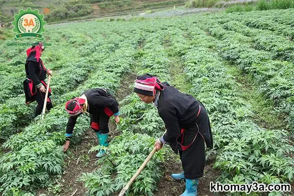 thu hoạch và sơ chế củ sâm đương quy đạt tiêu chuẩn dược liệu