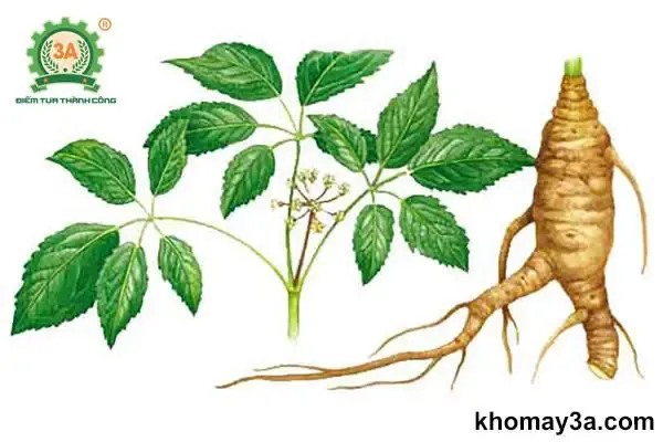 kỹ thuật trồng và chăm sóc cây sâm đương quy