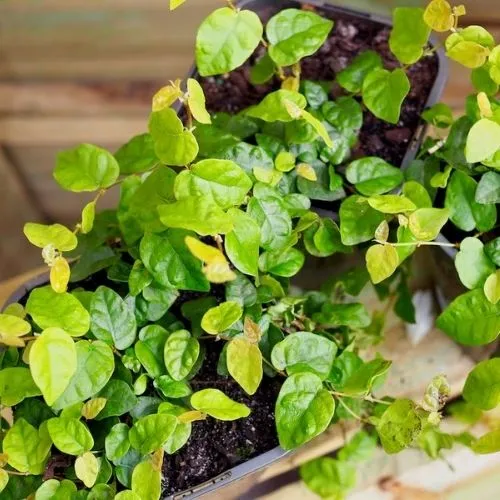 Cây Thằn Lằn Bám Tường Màu Xanh Tươi Tốt