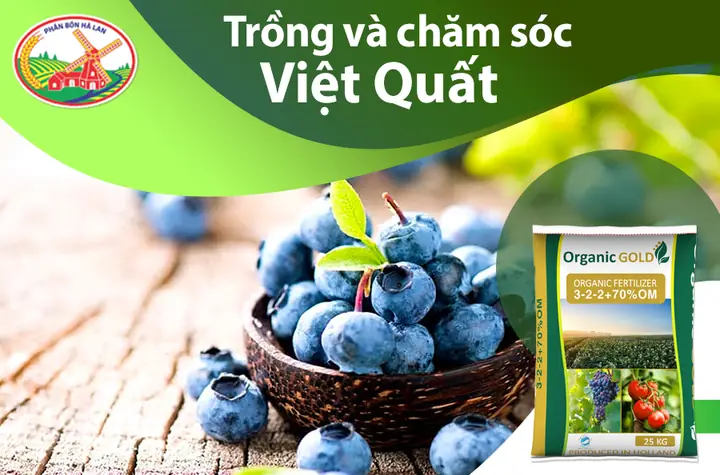 Cách Trồng Cây Việt Quất Ở Việt Nam: Hướng Dẫn Kỹ Thuật Toàn Diện Từ A-Z