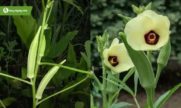 Phân Tích Lý Do Nên Canh Tác Đậu Bắp Tím Trong Vườn Nhà