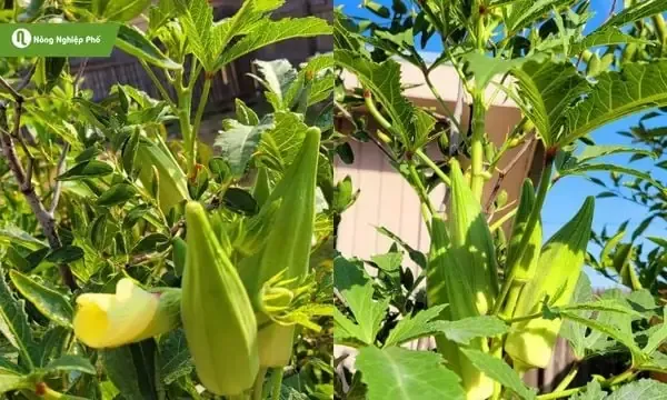 Giống Đậu Bắp Tím Cẩm Nang Trồng Và Chăm Sóc Đậu Bắp