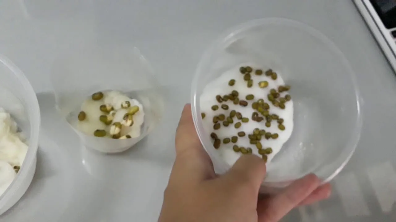 Quá trình gieo hạt trên nền bông gòn, duy trì khoảng cách đồng đều