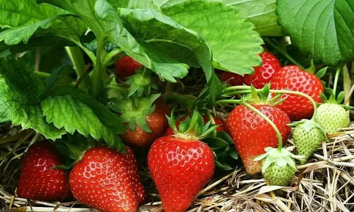 Mô hình trồng dâu tây leo giàn cho năng suất và chất lượng quả cao