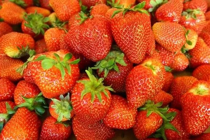 Cách Trồng Dâu Từ Quả: Cẩm Nang Toàn Diện Về Dâu Tây Rừng (Fragaria vesca) Cách Trồng Dâu Từ Quả: Cẩm Nang Toàn Diện Về Dâu Tây Rừng (Fragaria vesca)