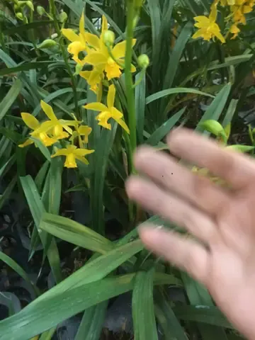 Địa lan Hoàng Kim Bảo là loại hoa được săn đón, tượng trưng cho tài lộc và may mắn ngày Tết