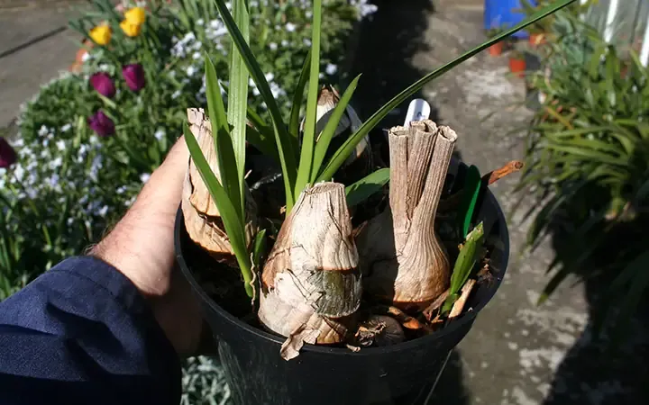 Cấu trúc giá thể lý tưởng cho rễ địa lan Hoàng Kim Bảo phát triển mạnh