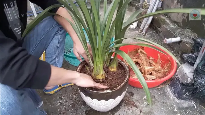 Quy trình đặt và cố định cây địa lan trong chậu để rễ nhanh bám vào giá thể