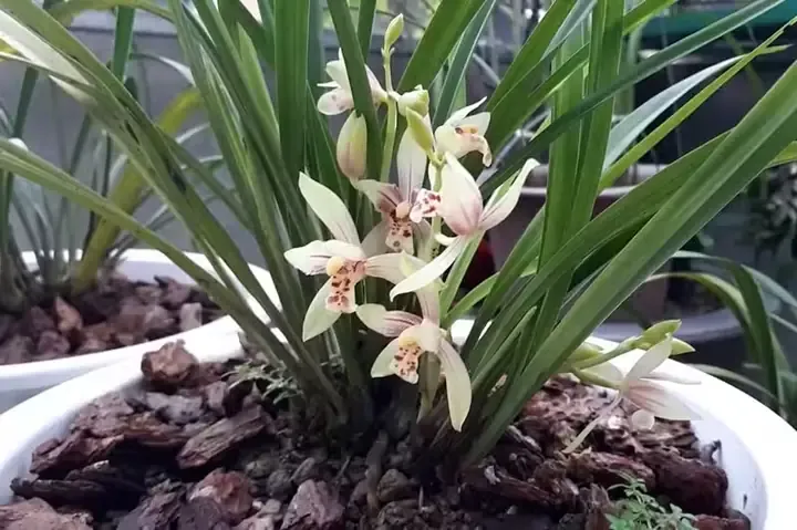 Địa Lan Tứ Thời Cần Sự Chênh Lệch Nhiệt Độ Để Kích Thích Ra Hoa Bền Bỉ