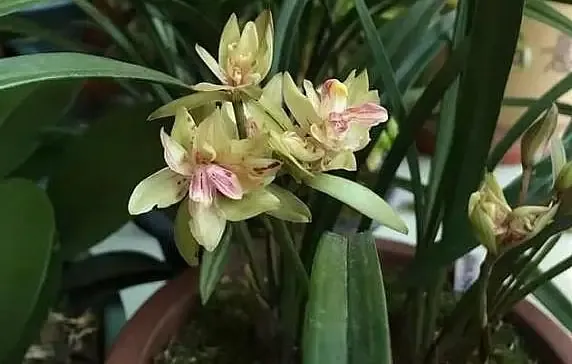 Địa Lan Tứ Thời Có Khả Năng Ra Hoa Gần Như Quanh Năm Nếu Chăm Sóc Đúng Cách