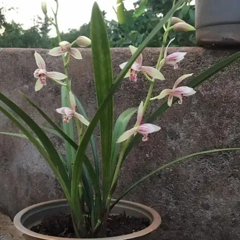 Chậu Địa Lan Tứ Thời Đẹp Cần Có Cấu Trúc Rễ Khỏe Và Giả Hành Mập Mạp