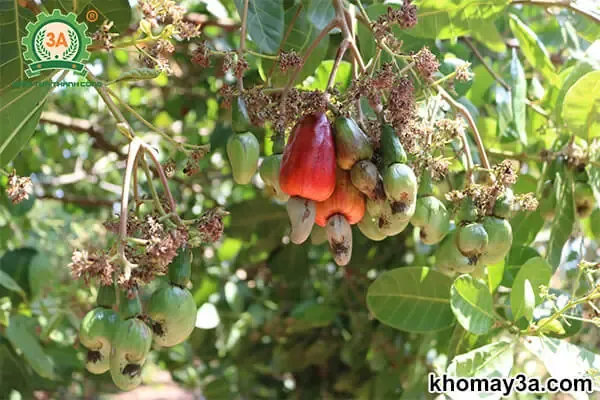 Hình ảnh cận cảnh một cành điều sai quả, chuẩn bị cho thu hoạch