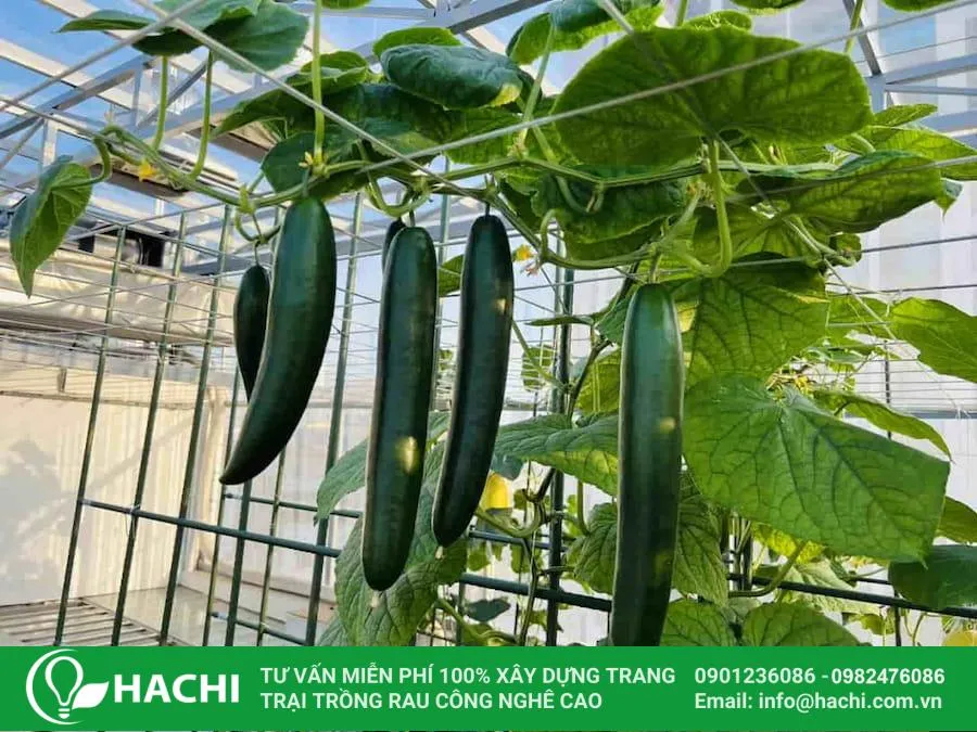 Quy trình gieo hạt và trồng dưa leo Nhật Bản đúng kỹ thuật cho người mới bắt đầu