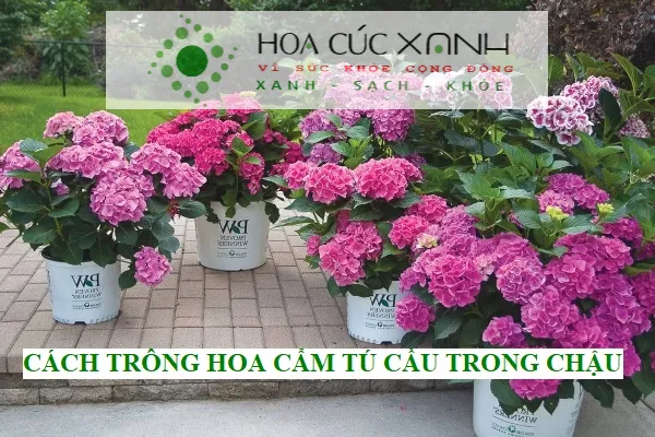Chọn giống hoa cẩm tú cầu khỏe mạnh để trồng trong chậu