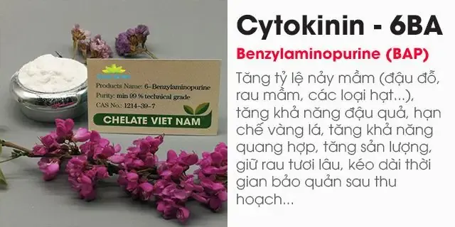 Cây Cúc Thúy con đã được giâm cành và chuẩn bị cho giai đoạn trồng