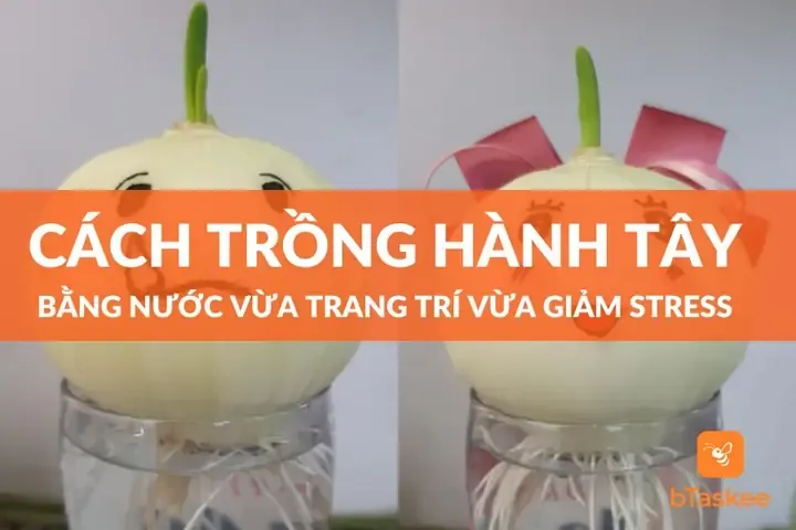 Củ hành tây đang nảy mầm trong ly nước theo phương pháp thủy canh, minh họa cách trồng hành hoa