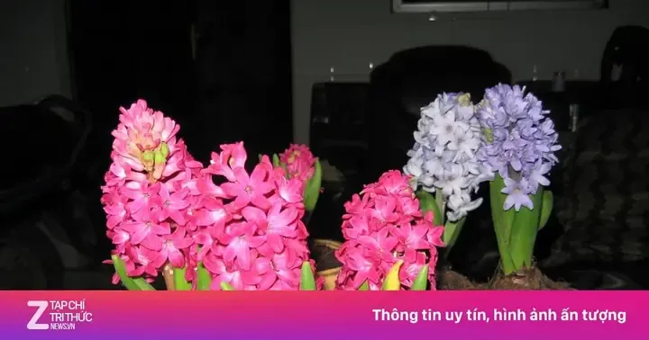 So sánh hành tây đen và hành tây trắng trên đĩa, minh họa sự đa dạng trong cách trồng hành hoa