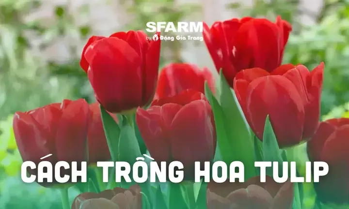Hướng dẫn chi tiết kỹ thuật trồng hành hoa trong chậu tại nhà để thu hoạch lá xanh tươi