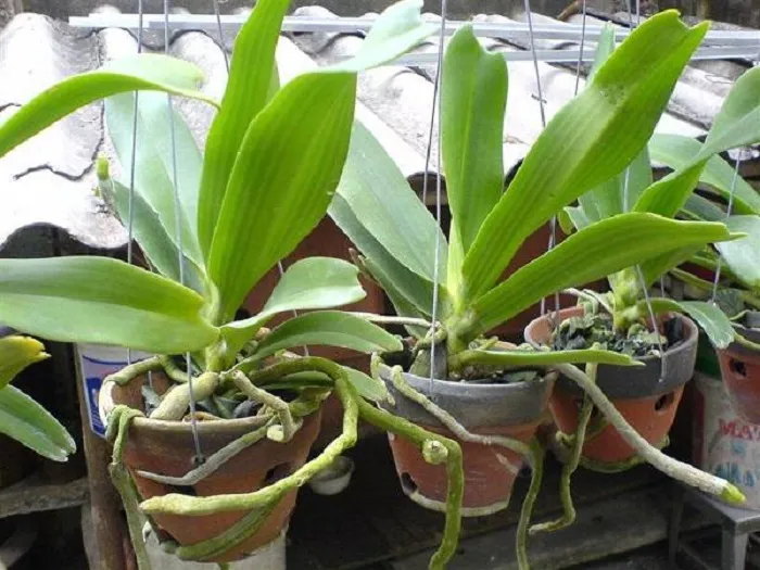 Lan rừng đang được chăm sóc tại nhà với giá thể vỏ cây thông