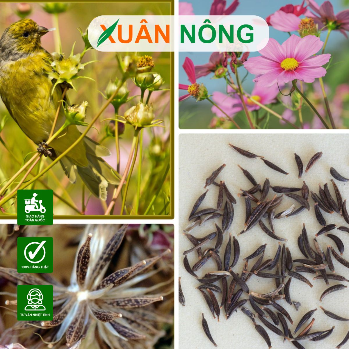 Cách Trồng Hạt Hoa Cánh Bướm: Hướng Dẫn Chi Tiết Từ Gieo Hạt Đến Khi Hoa Nở Rộ