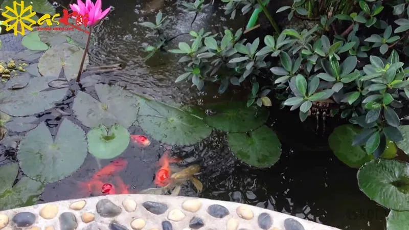 Hoa súng nở rộ, làm đẹp thêm cho tiểu cảnh trong hồ cá Koi