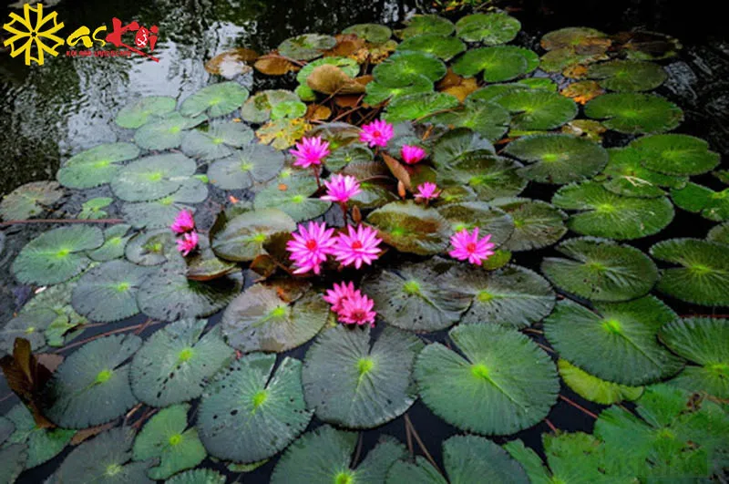 Nhiều bông hoa súng khoe sắc trên mặt nước, tạo cảnh quan sinh động cho hồ cá