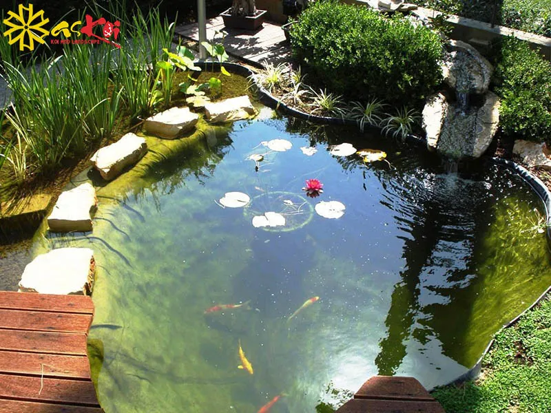 Lá súng nổi, cần có đủ ánh sáng mặt trời để cây quang hợp và ra hoa