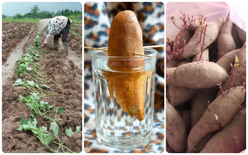 Tiến hành gây giống khoai lang tại nhà