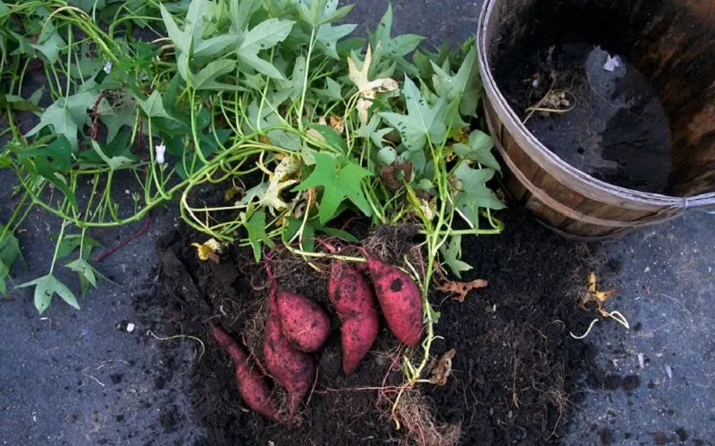 Trồng khoai trong chậu