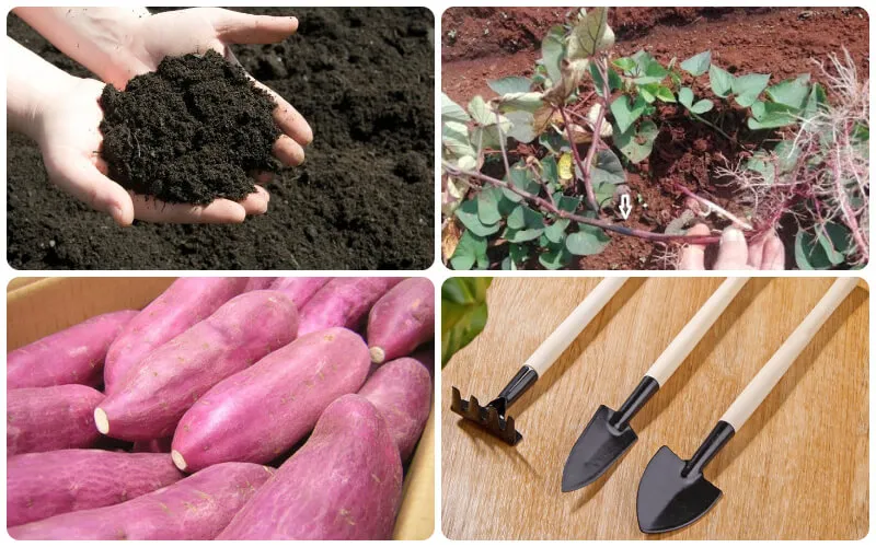 Chuẩn bị trồng khoai lang tại nhà