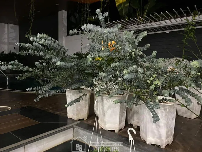 Cách trồng khuynh diệp tại nhà đơn giản, chi tiết