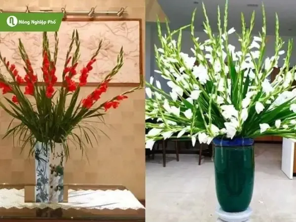 Hưởng Dẫn Chọn Bình Để Cắm Hoa