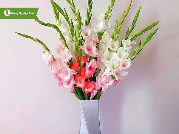 Kiểu Cắm Hoa Lay Ơn Cổ Điển (bình Cao)