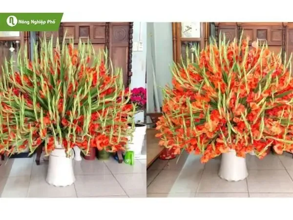 Hưởng Dẫn Lựa Chọn Hoa Để Cắm