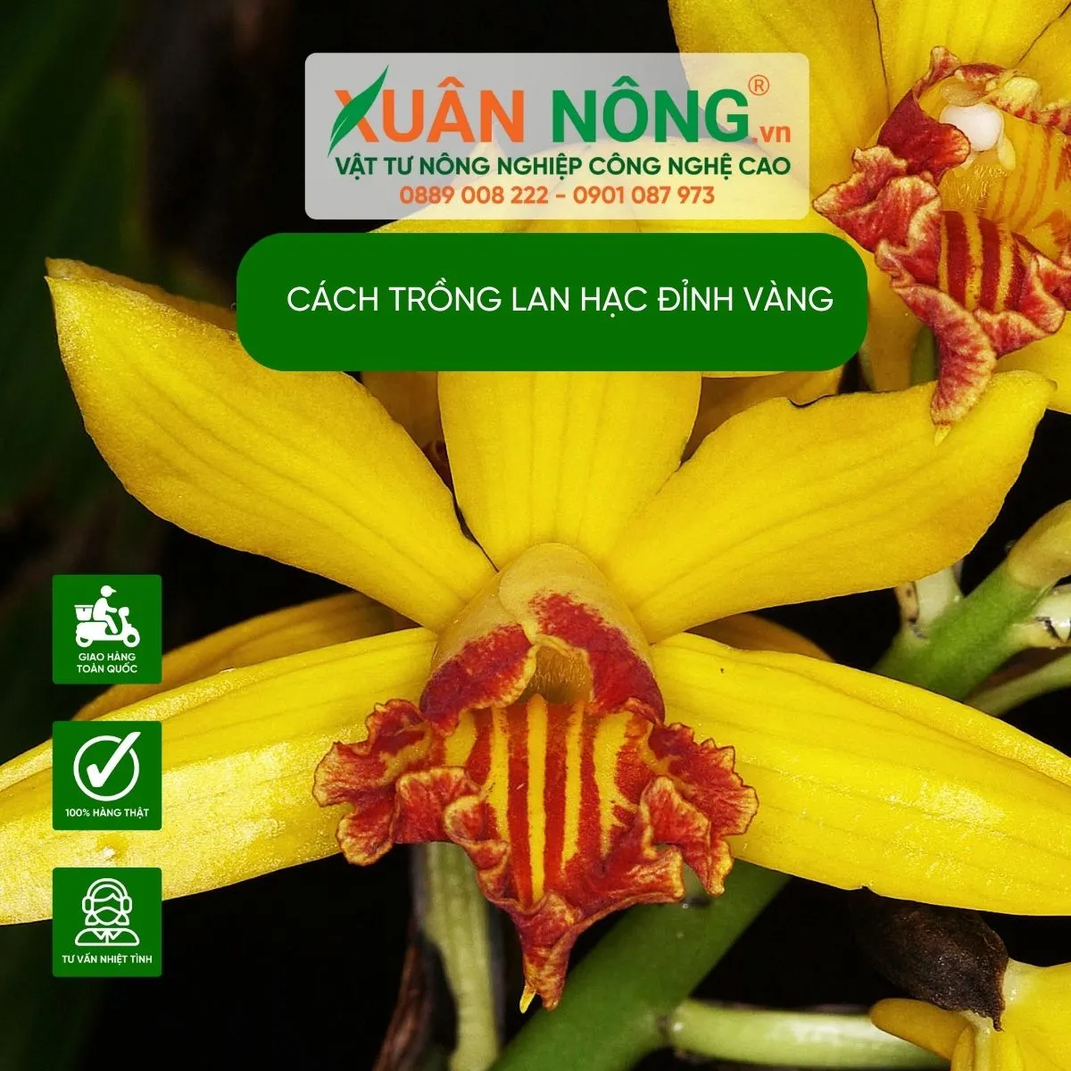 Cận cảnh quy trình chuẩn bị giá thể và chọn cây để trồng lan hạc đỉnh vàng đạt năng suất cao