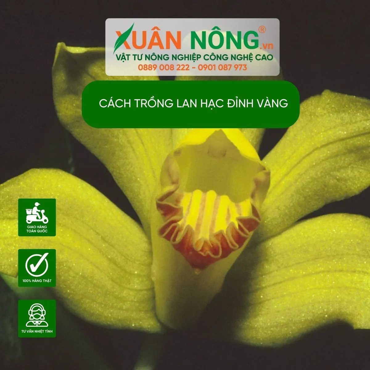 Hình ảnh minh họa cho việc chăm sóc Lan Hạc Đỉnh Vàng để cây phát triển khỏe mạnh