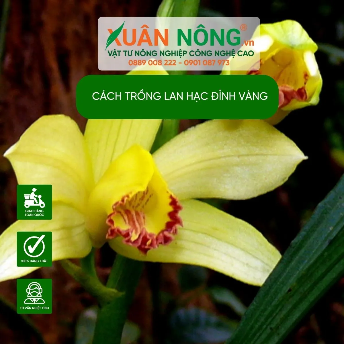 Củ giả hành và hệ thống rễ khỏe mạnh của cây Lan Hạc Đỉnh Vàng