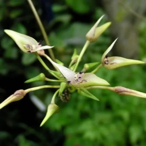 Lan lọng tai thỏ cách trồng chuẩn kỹ thuật