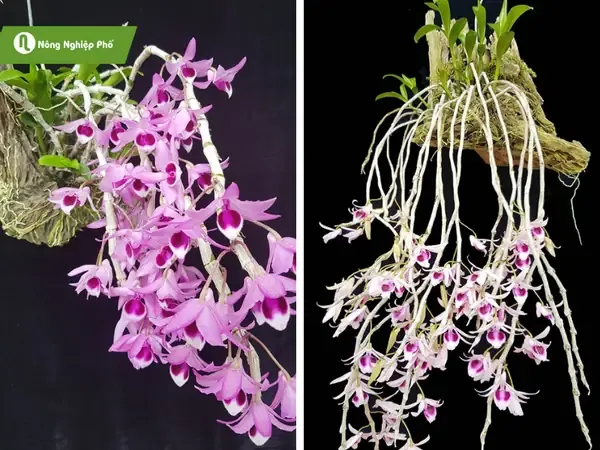 Các giống lan phù hợp nhất để áp dụng kỹ thuật trồng lan vào thân gỗ, như Dendrobium và Vanda