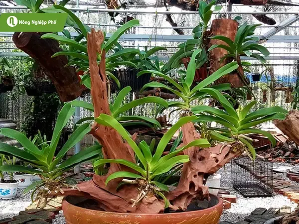 Tiêu chí lựa chọn loại gỗ lý tưởng để ghép và trồng lan vào thân gỗ