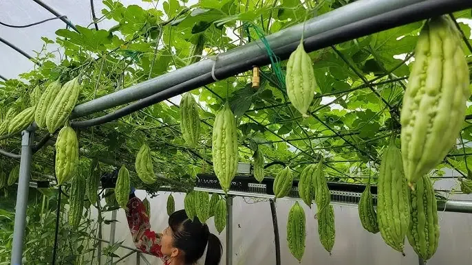 Chuẩn bị đất trồng su hào để lấy ngồng chất lượng cao