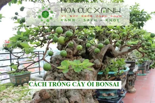 Cách Trồng Ổi Trong Chậu: Kỹ Thuật Chuyên Sâu Đạt Năng Suất Cao